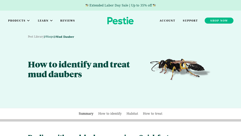 How to get rid of mud daubers - Pestie