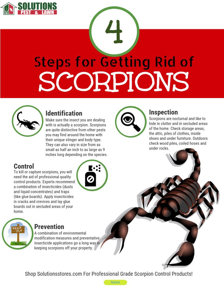 Illustrative image for best way to get rid of scorpions