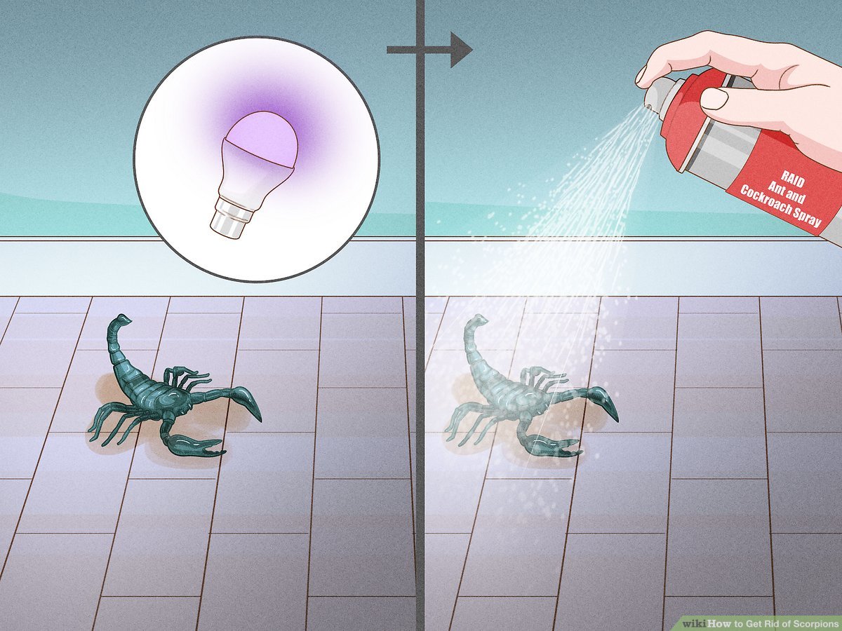 Illustrative image for best way to get rid of scorpions