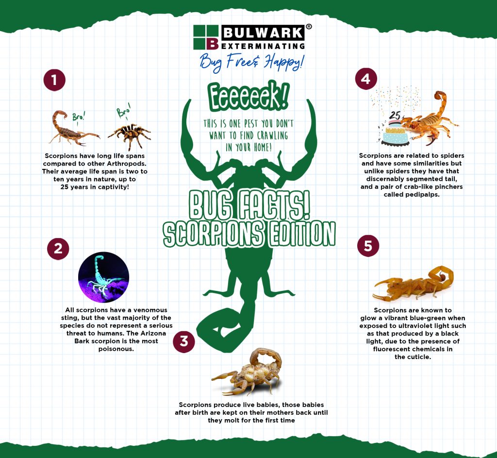Illustrative image for best way to get rid of scorpions