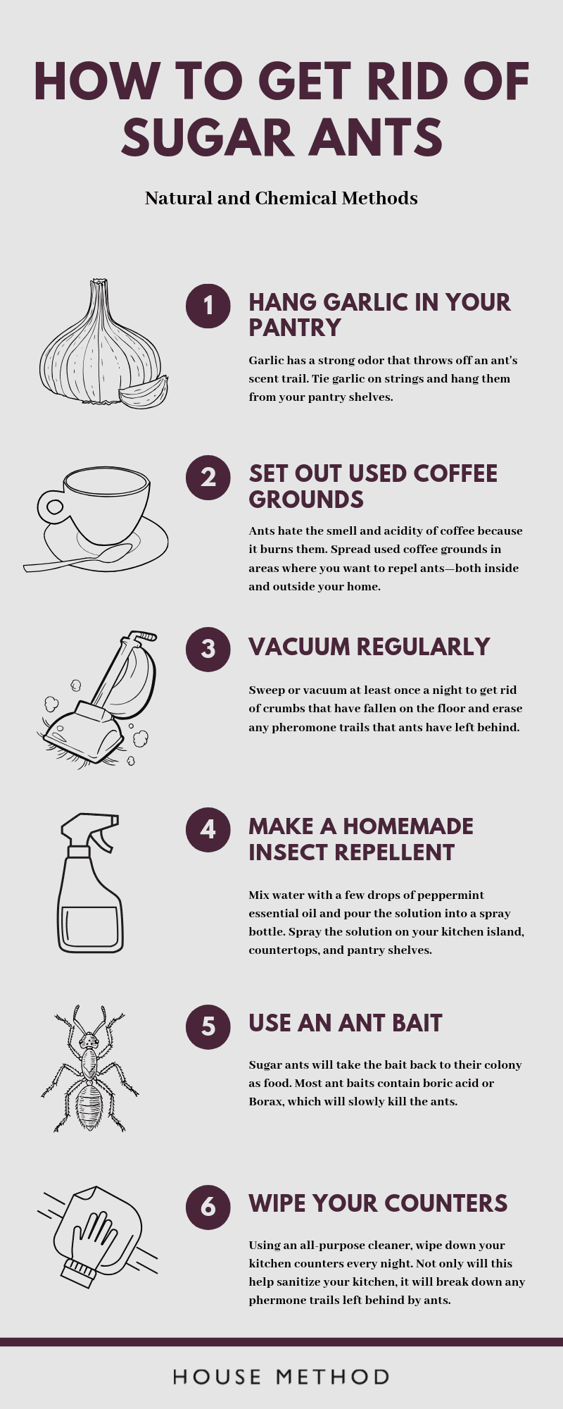 Illustrative image for best way to get rid of sugar ants