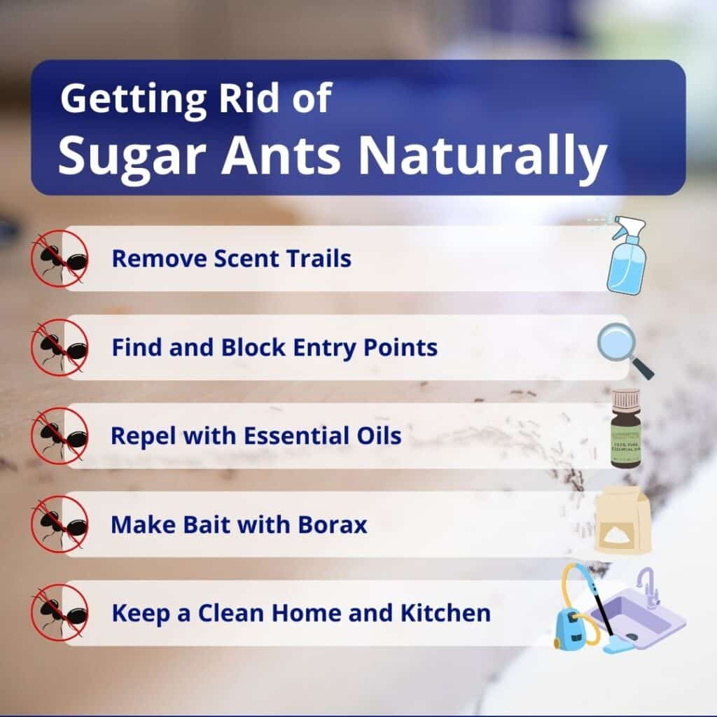 Illustrative image for best way to get rid of sugar ants