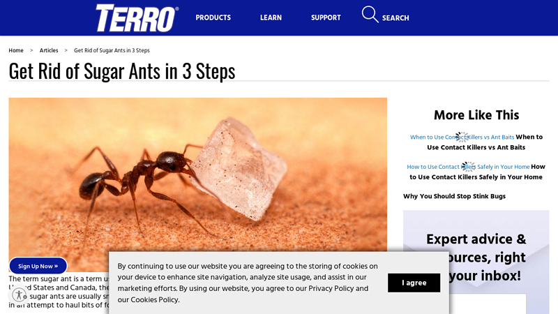 Get Rid of Sugar Ants in 3 Steps - Terro