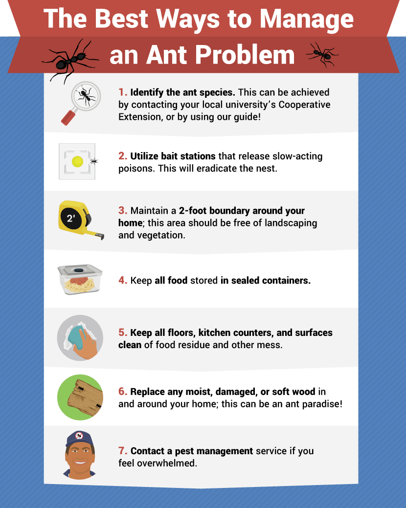 Illustrative image for best way to get rid of sugar ants in kitchen