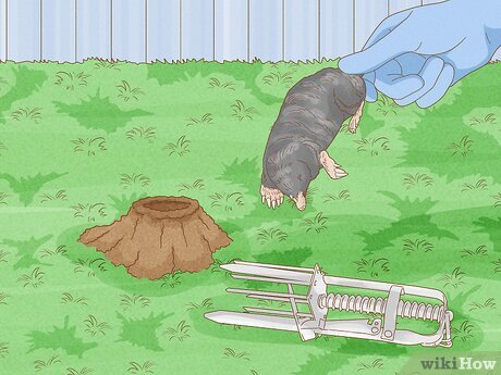 Illustrative image for best way to kill moles