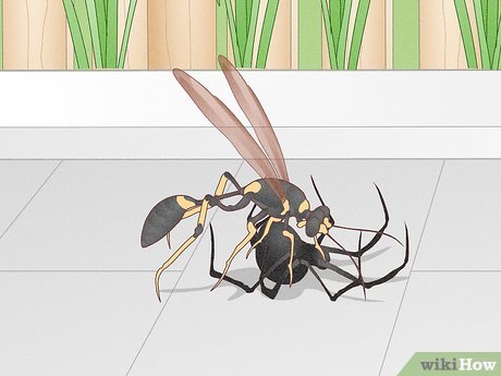 Illustrative image for best way to kill mud daubers