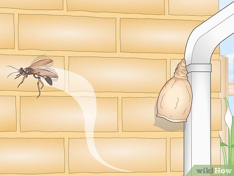 Illustrative image for best way to kill mud daubers