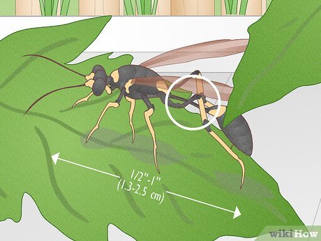 Illustrative image for best way to kill mud daubers