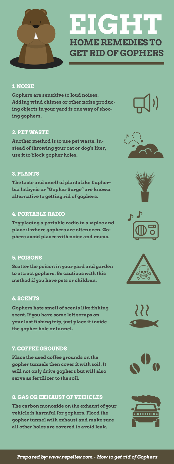 Illustrative image for best way to rid yard of moles