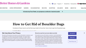 BHG - Boxelder Bug Solutions