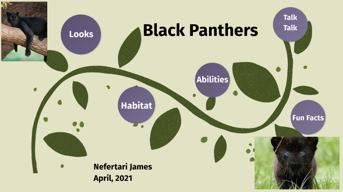 Illustrative image for black panther animal life cycle