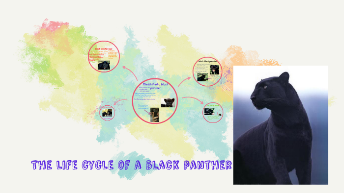 Illustrative image for black panther animal life cycle