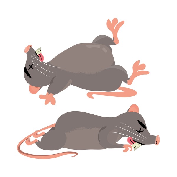 Illustrative image for bleach kill rats