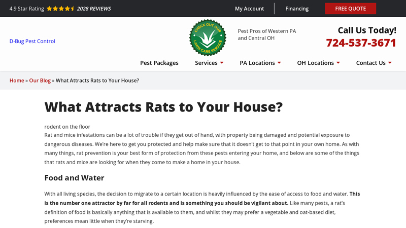 What Attracts Rats To Your House? | D-Bug Pest Control