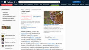 Britannica - Florida Panther Overview