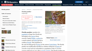 Britannica - Florida Panther