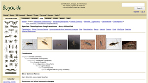 BugGuide - Ctenolepisma longicaudatum Overview