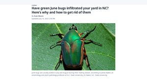 Charlotte Observer - Green June Beetles
