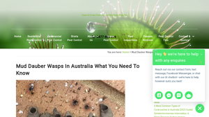 Clean and Green Pest - Mud Dauber Wasp Management