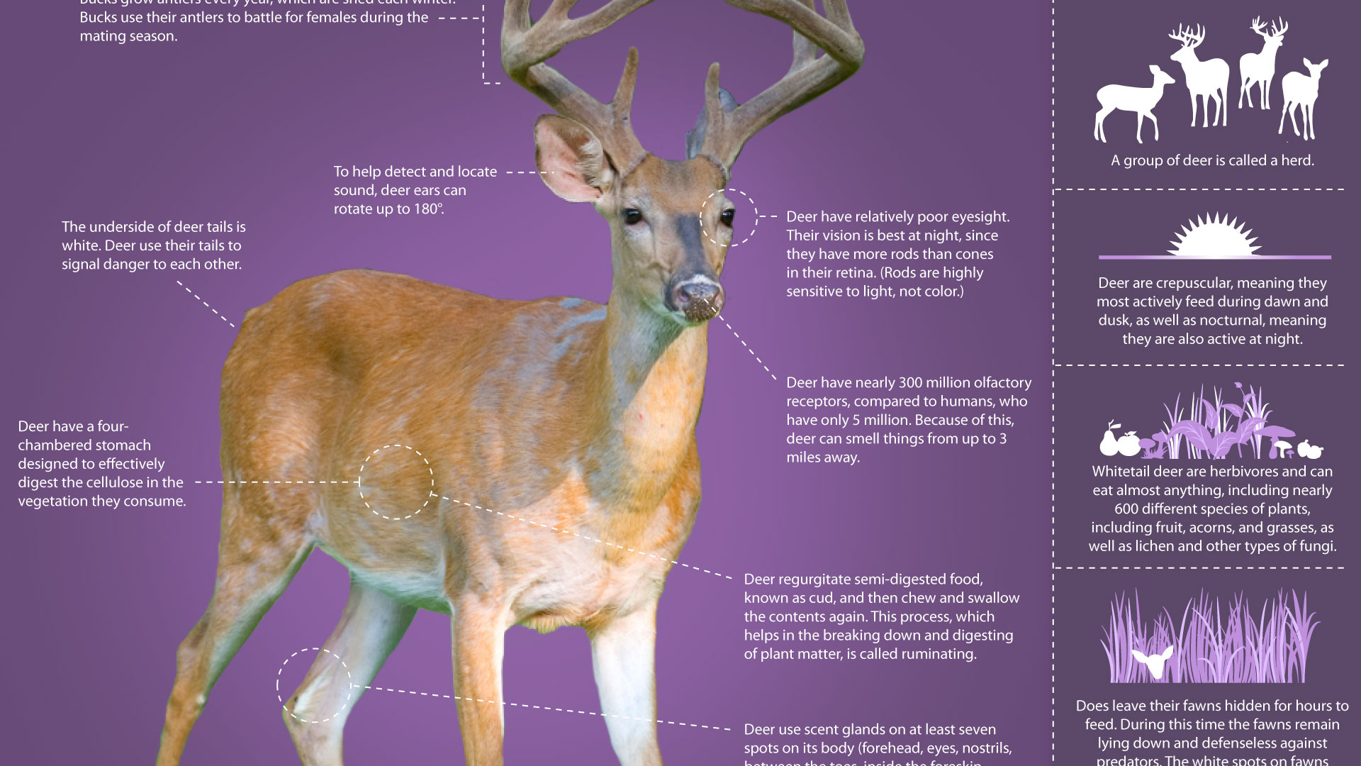 Illustrative image for deer chaser
