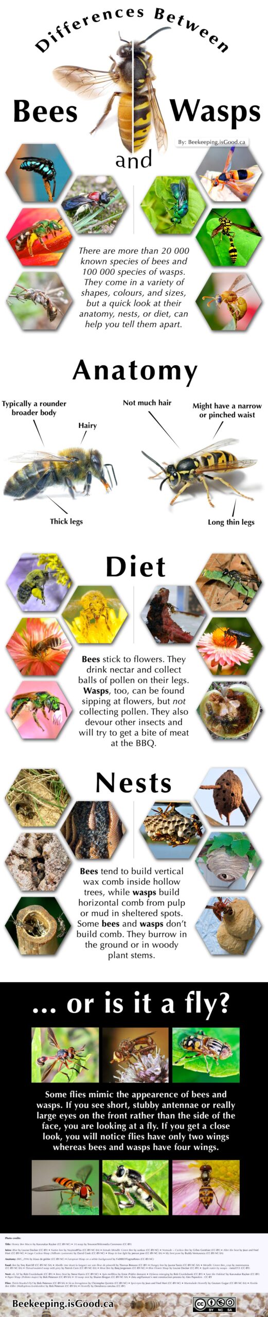 Illustrative image for deter bees and wasps