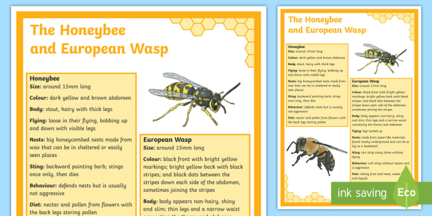 Illustrative image for deter bees and wasps