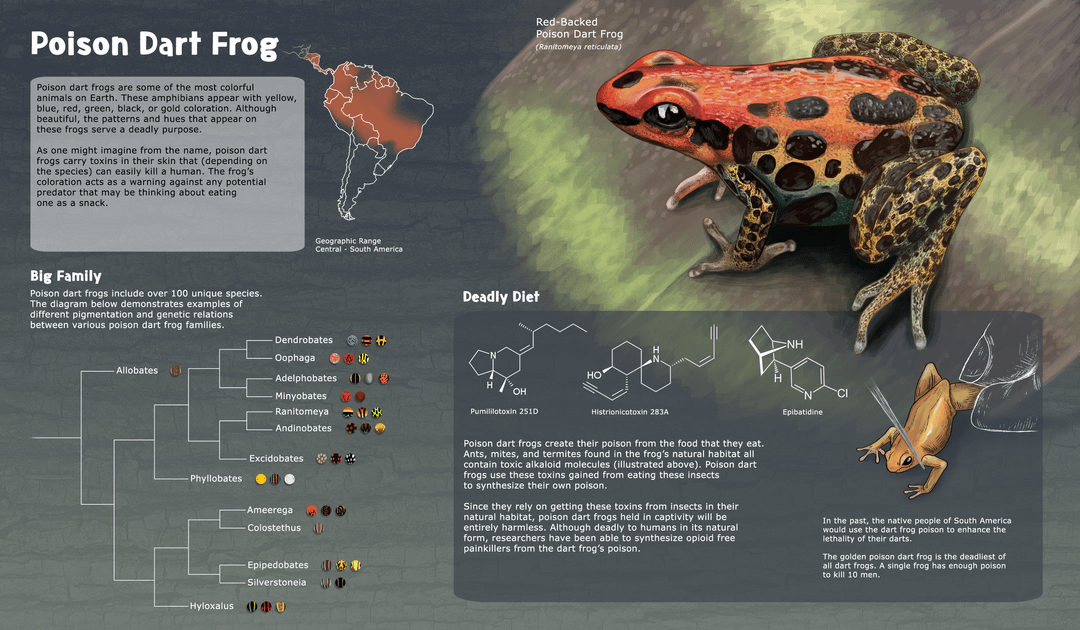 Illustrative image for deter frogs
