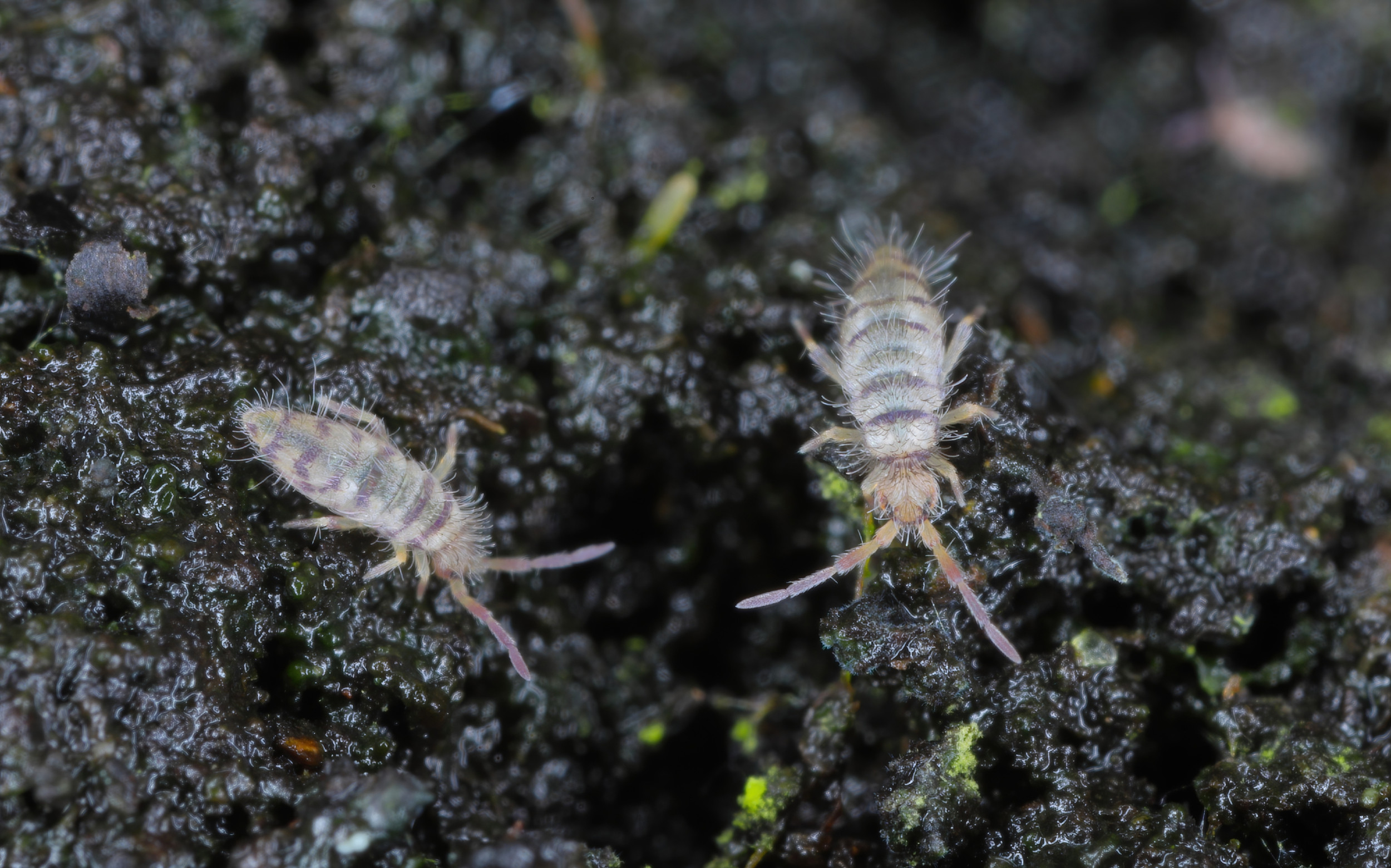 Illustrative image for diatomaceous earth kill springtails