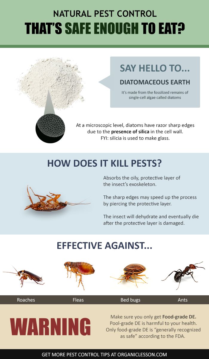 Illustrative image for diatomaceous earth maggots