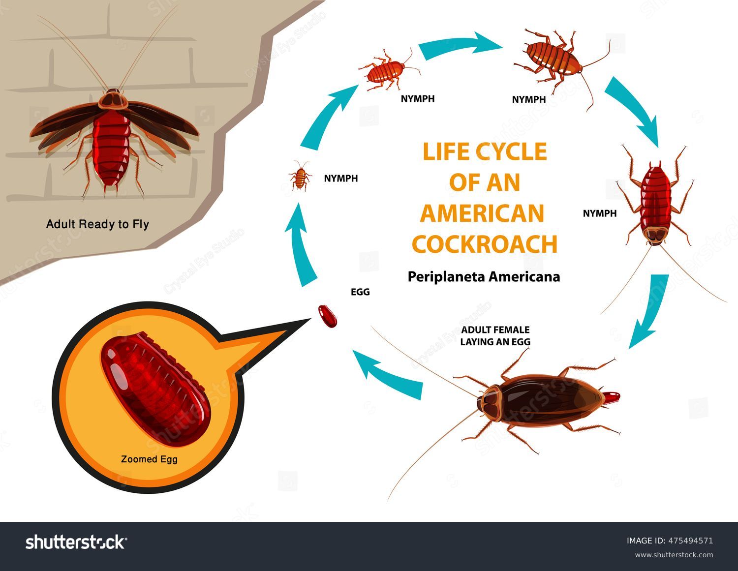 Illustrative image for electronic cockroach