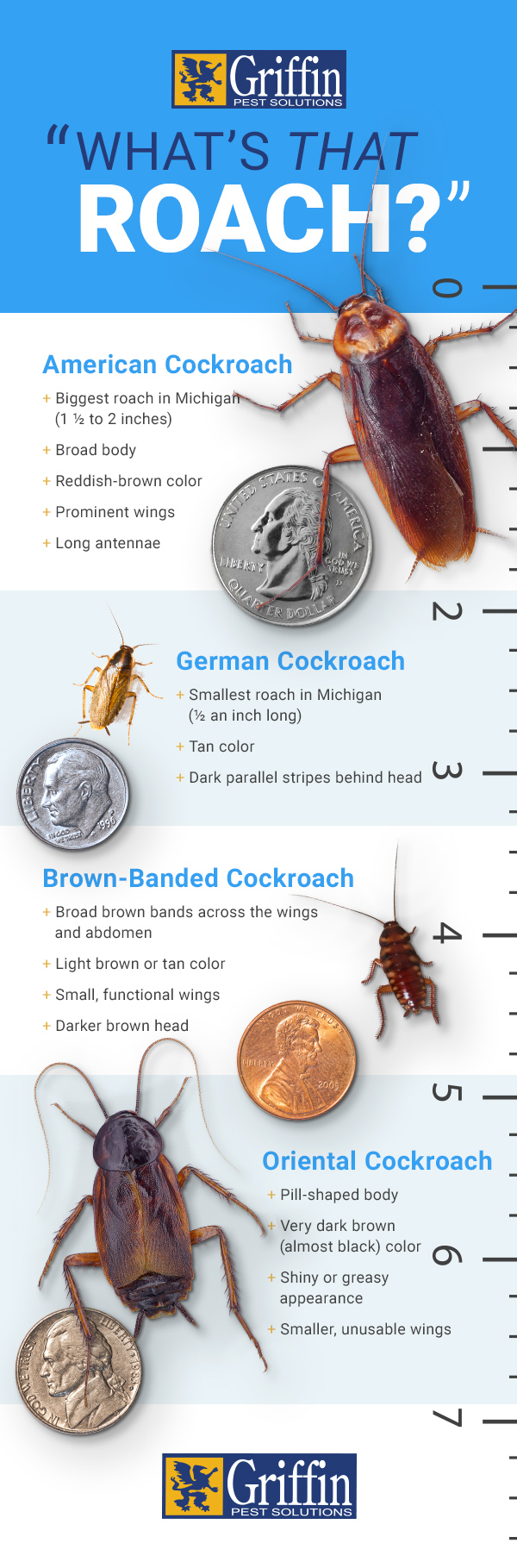 Illustrative image for electronic cockroach