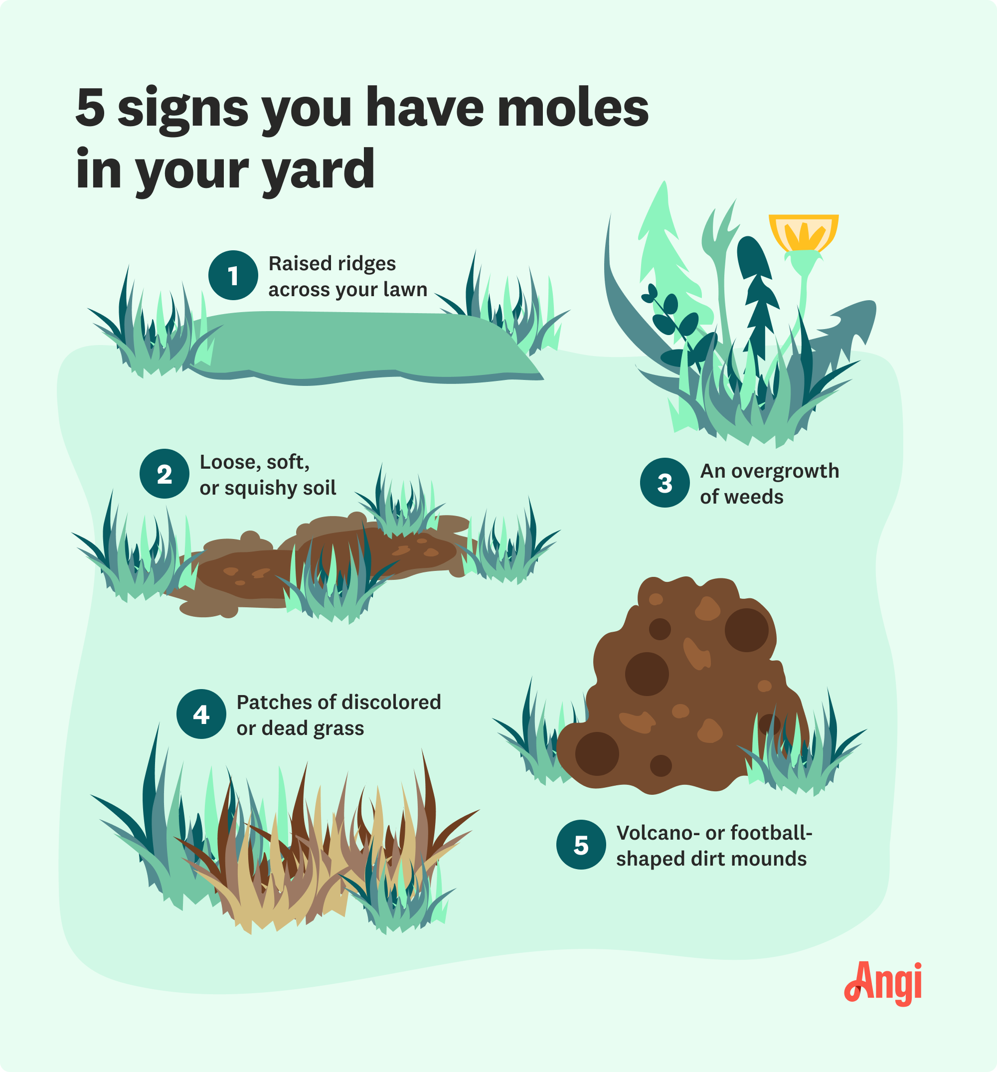 Illustrative image for eliminate moles in the yard
