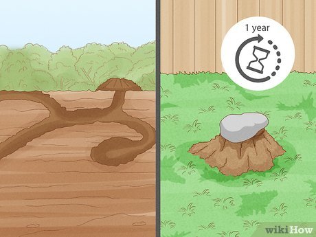 Illustrative image for eliminate moles in the yard