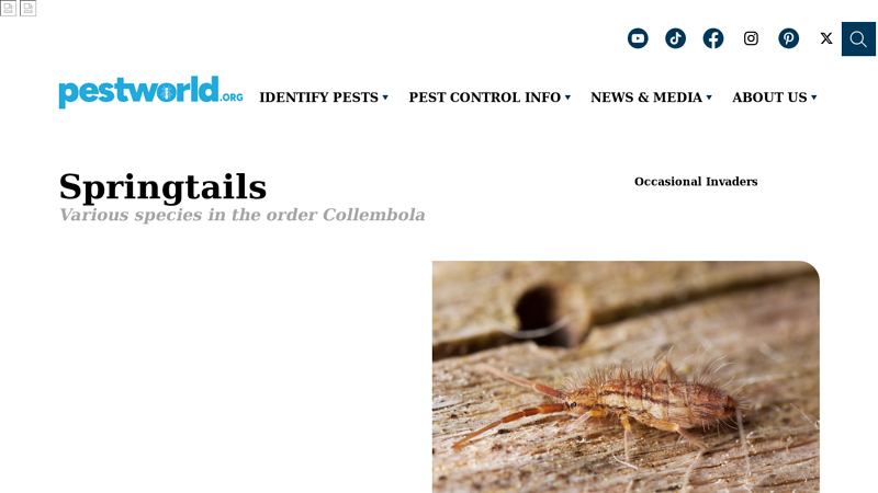 How to Get Rid of Springtails in Houses - PestWorld.org