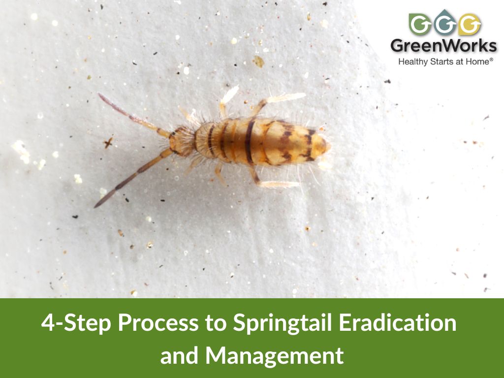 Illustrative image for eliminate springtails