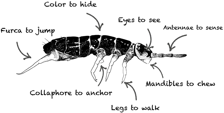 Illustrative image for eliminate springtails