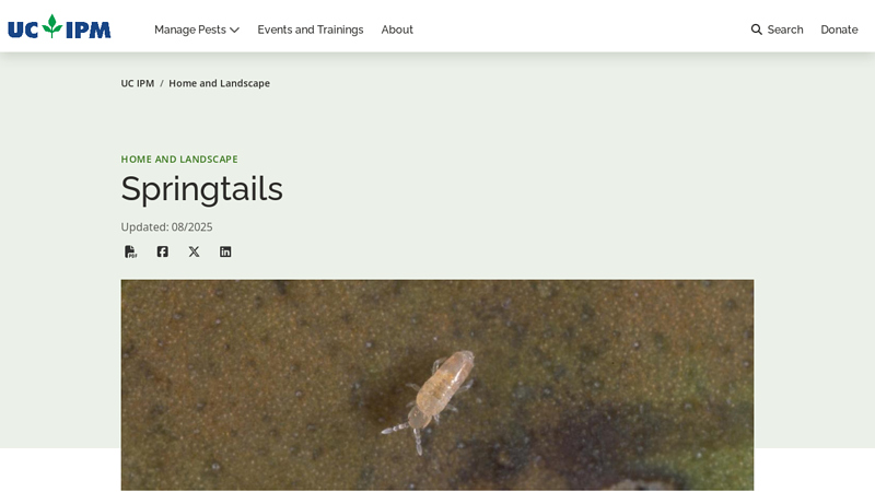 Springtails - UC IPM