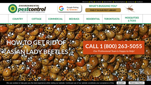 Environmental Pest Control - Asian Lady Beetle Solutions