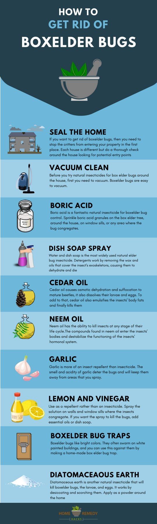 Illustrative image for essential oils for box elder bugs