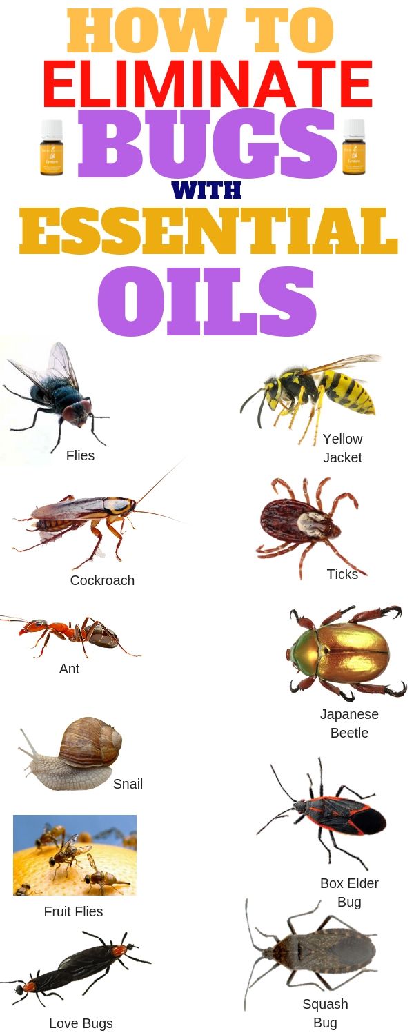 Illustrative image for essential oils for box elder bugs