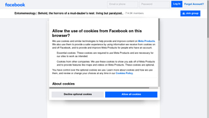Facebook - The Dark Life of Mud-Daubers