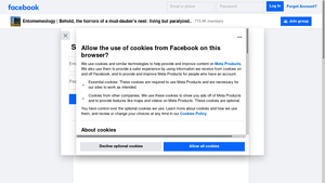 Facebook - The Paralyzing Horror of Mud-Daubers