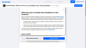 Facebook - The Dark Life of Mud-Daubers