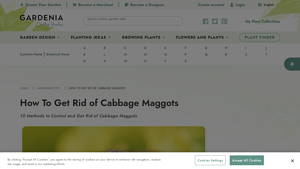 Gardenia - Cabbage Maggot Control