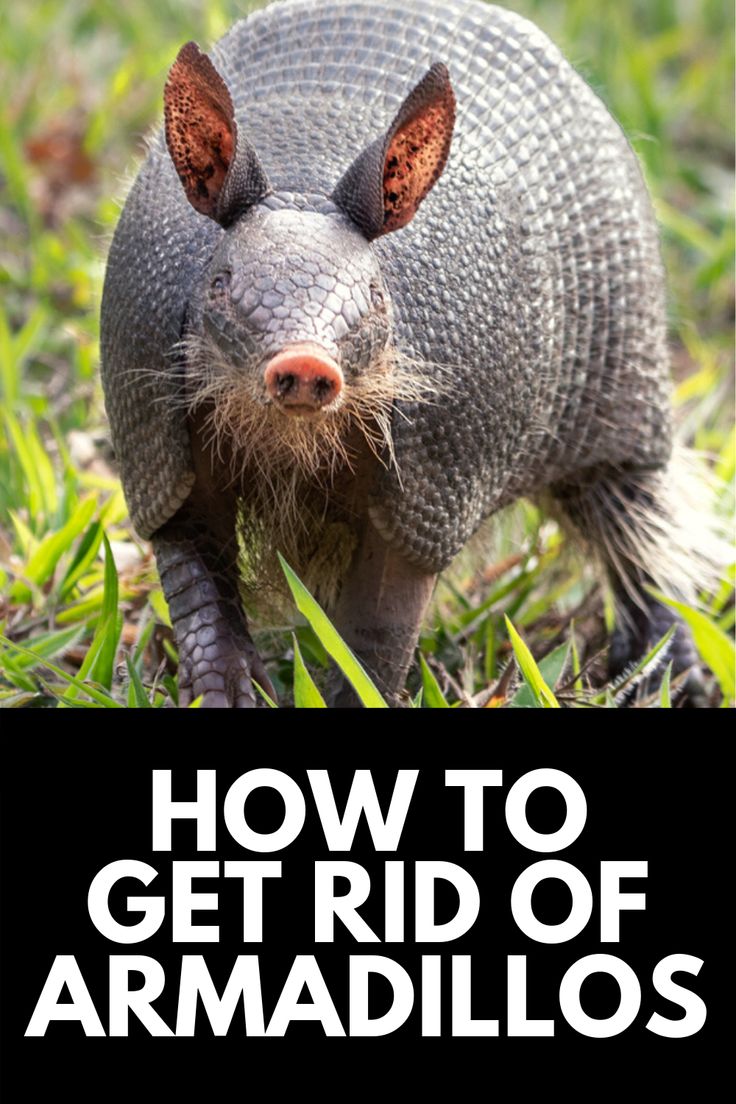 Illustrative image for get rid of an armadillo under your house