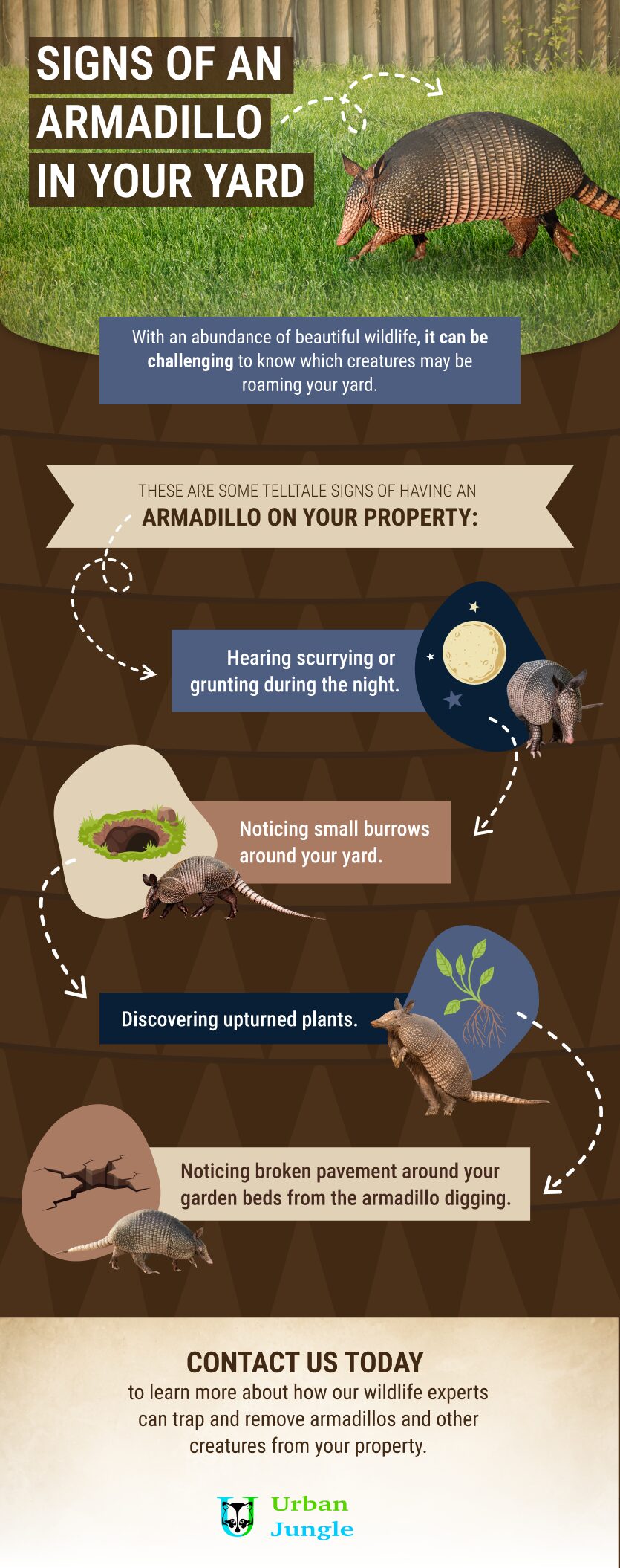 Illustrative image for get rid of armadillos home remedies