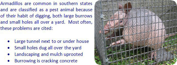 Illustrative image for get rid of armadillos under house