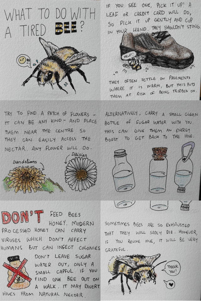 Illustrative image for get rid of bees wasps