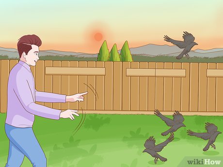Illustrative image for get rid of crows on your property