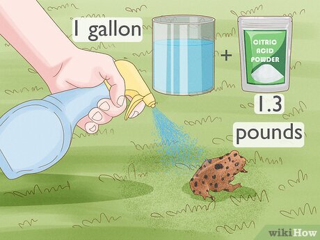 Illustrative image for get rid of frogs from my yard